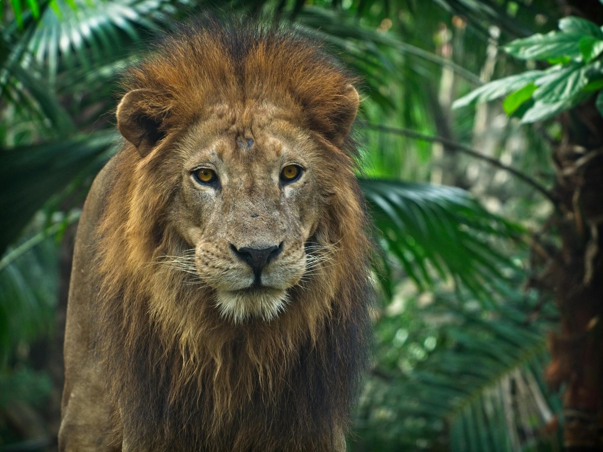 the-large-predators-image